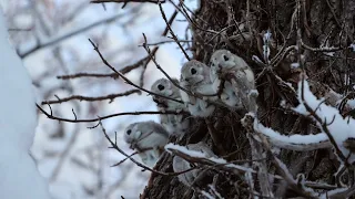 【4K】Siberian flying squirrel　 エゾモモンガのファミリー