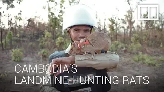Cambodia's hero rats hunt landmines and save thousands of lives