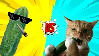 🤣TRY NOT TO LAUGH!!! 🐈 Hilarious Cats vs Cucumbers Compilation Funny Moments#2