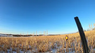 Bailey The German Shorthair Pointer Pheasant Hunting with Friends