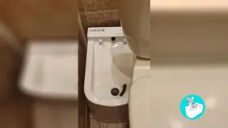 Пикатошка - автоматический туалет для домашних животных.