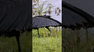 Wow this Bird!: black heron has some magical hunting techniques @Iam-marita