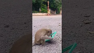 Funny monkey #shortsviral #monkey #140