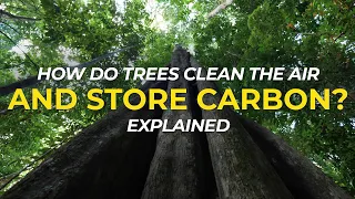 How do trees clean the air and store carbon? | One Tree Planted