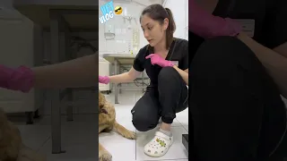 «Хороший препарат», но не для собак 🧐 #vet #vetvlog #dog