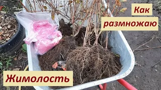 Жимолость: как размножить просто