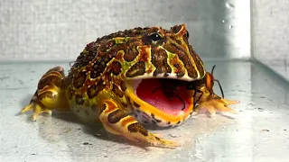 Dangerous giant hornet / Pacman frog , African bullfrog【LIVE FEEDING】