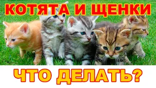 Уход за котятами и щенками. Ответы ветеринара