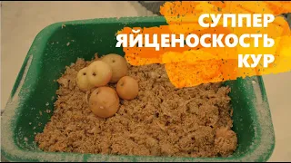 ЗИМНИЕ ВИТАМИНЫ ДЛЯ КУР.