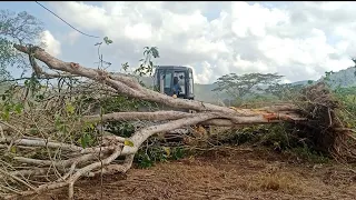 SD16 Shantui Bulldozer Clearing Pushing a Big Tree Cover..