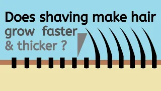 Does shaving make hair grow thicker? | Does shaving make hair thicker? | Does hair regrow faster?