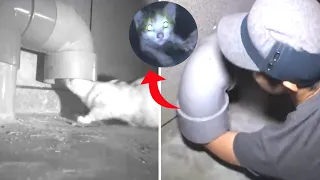 Little cat stuck in pipe |  Rescuing cat from pipe #shorts