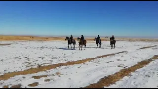 Чемпион  құнан шығар. Жарату үстінде