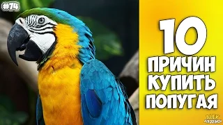 10 причин купить попугая - Интересные факты!