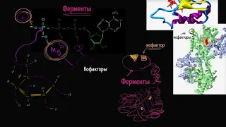 Кофакторы ферментов и коферменты (коэнзимы) (видео 15) | Энергия | Биология