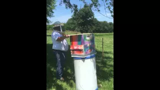 Honey bee swarm caught in maple tree in Aurora, MO