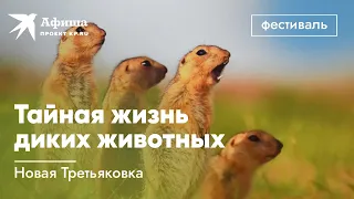 Тайная жизнь диких животных | Фестиваль «Первозданная Россия» | 2022