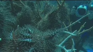 euronews science - Starfish cull will protect Great Barrier Reef