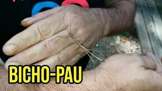 CURIOSIDADES DO MEU QUINTAL: BICHO-PAU