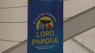 Lets meet Loro Parque Orcas - October 30, 2016 - Loro Parque Spain