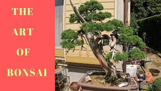 Bonsai Trees, The Art Of Bonsai In Japan, Extraordinary Rituals, Japanese Bonsai