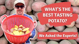 What's the Best Tasting Potato?