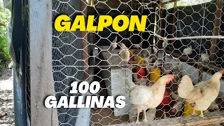 Como hacer un GALPON casero para Gallinas Ponedoras y Pollos de engorde FÁCIL para 100 Gallinas