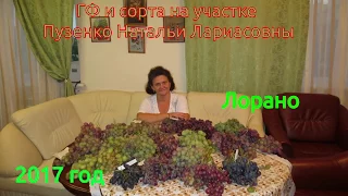 Виноград Лорано - новника селекции Бурдака (Пузенко Наталья Лариасовна)