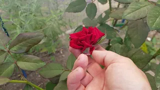Сорт розы ВЕСТЕРЛЕНД,осенняя посадка,цветёт Второй волной,А АРОМАТ на весь розарий 24.07.21 год
