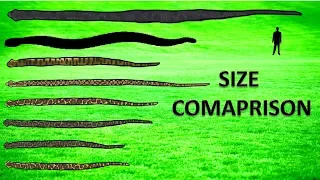 20 Largest Snakes ll Living and Extinct