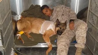 Hero Marine dog receives highest honor