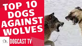 Dogs against Wolves! TOP 10 DOG BREEDS Effective Against Wolves! DogCastTV!
