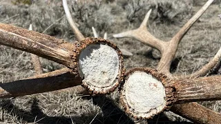 Wyoming Shed Hunting: Big Browns and a Full Pack