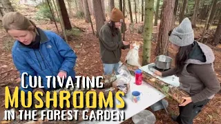 Mushroom Cultivation in the Forest Garden: Lion's Mane, Oyster, Shiitake & Wine Cap