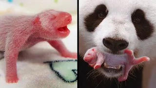 20 Incredible Animal Births will Melt Your Heart