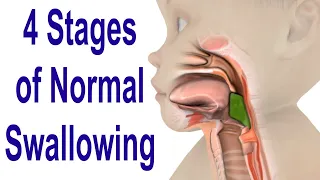 The 4 Stages of Swallowing: Biomechanics & Bolus Movement