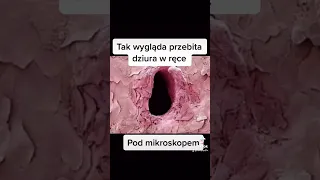 Różne rzeczy pod mikroskopem #shorts