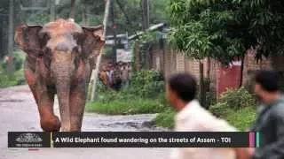 A Wild Elephant Found Wandering on the Streets of Assam – TOI