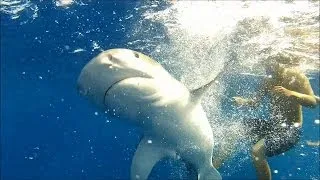 Keys Shark Diving Highlights