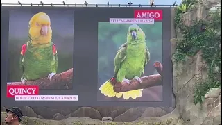 Wings of the World Show ( Bird Paradise)