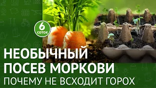 Необычный посев моркови. Почему не всходит горох. 6 соток 14.03.2022