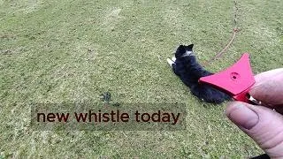 Sheepdog Training ... New Whistle Day & Bobby comes out to play ..