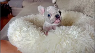 Tiny Frenchie asked mom to get her a cup of chocolate ice cream & a cool watermelon right now