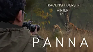 14 months old TIGER CUBS!| 'Quest For Stripes'| EP-1| Tracking Big Cats in Panna #youtube #trending