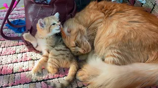 SAND CAT DRINKS MAINE COON MILK / Melissa prepares for childbirth