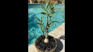 Rare Variety of Succulents! Pachypodium family - Episode 31