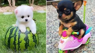 Baby Dogs 🔴 Cute and Funny Dog Videos Compilation #13 | 30 Minutes of Funny Puppy Videos 2023