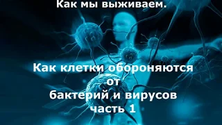 31 Как клетки обороняются от бактерий и вирусов часть 1