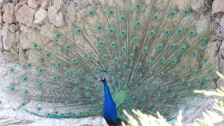 The Peacock, İzmir Natural Life Park.