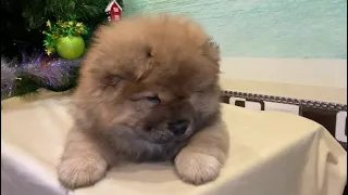 малыш Мини Чау-Чау  по кличке Янтарь ☺️Продаётся  ❤️Mini Chow-Chow, male fПродан/Sold❤️